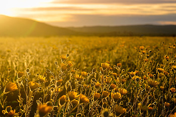 Shine, yellow flowers, sunrise, meadow HD wallpaper