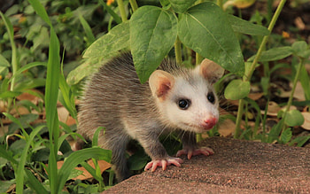 Opossum, nocturnal marsupial, Wildlife graphy, Natural habitats HD wallpaper