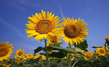 Flowers, Sunflowers, Sky, Summer, Field, Sunny HD wallpaper