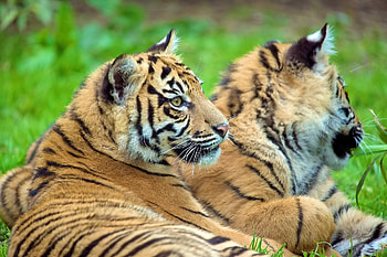 Animals, Tigers, Young, Couple, Pair, To Lie Down, Lie, Cubs HD wallpaper