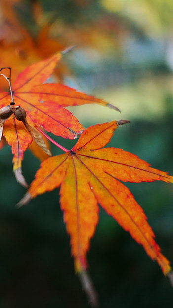 Fall leaf, Maple Tree HD phone wallpaper