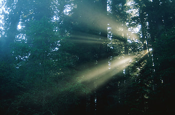 Nature, Trees, Sun, Shine, Light, Beams, Rays, Haze HD wallpaper