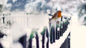 Robins In Snow, robins, birds, snow HD wallpaper