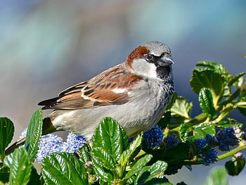 sparrow, branch, birds, animals HD wallpaper