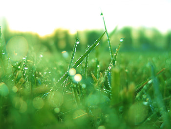Plants, Grass HD wallpaper