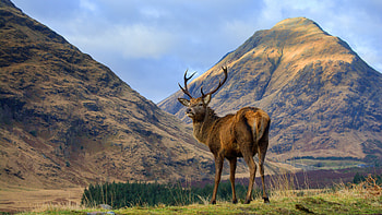 Graceful deer, Majestic wildlife, Nature's beauty, Stunning backgrounds HD wallpaper