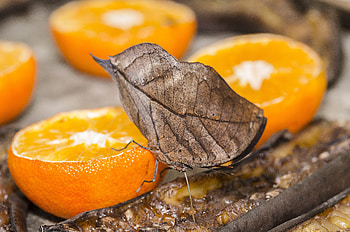 Butterflies, Food, Citrus HD wallpaper