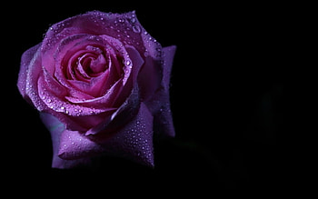 Beautiful rose, rose, nature, bloom, petals HD wallpaper