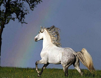 Morning run, gallop, blue sky, horse, white, grass, tree, dappled HD wallpaper