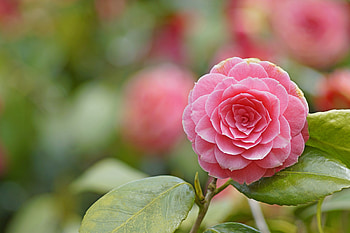 Pink camellia, Floral , Beautiful blooms, Nature's gift HD wallpaper