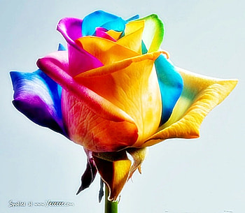 the rose of many colours, rose, love, hearts, nature, flowers HD wallpaper