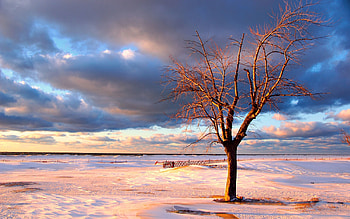 Nature, Snow, Wood, Tree, Fence, Deserted HD wallpaper