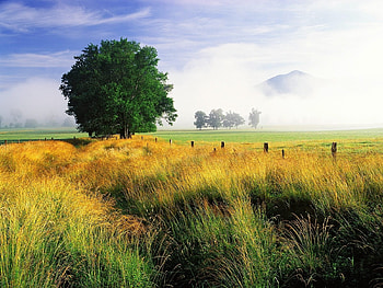 Landscape, Trees, Grass, Sky HD wallpaper