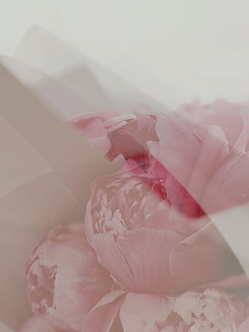 A soft, dreamy double exposure of a pink peony bouquet, evoking elegance and romance. HD phone wallpaper