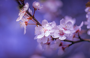 Cherry-Blossom, nature, Blossom, Flower, Cherry HD wallpaper