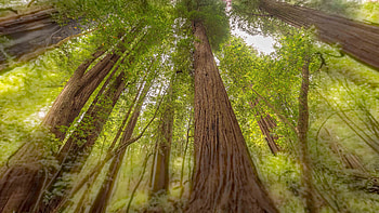 Emerald ridge beauty, Towering grove, Nature's serenity, Tranquil ambiance HD wallpaper