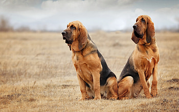Bloodhound, Dog , Adorable animal, Canine companion HD wallpaper
