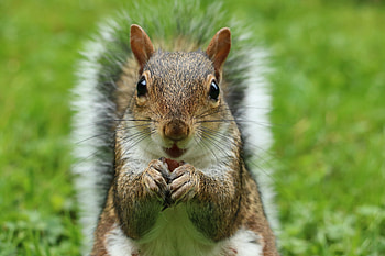 Animals, Squirrel, Fluffy, Muzzle, Sight, Opinion HD wallpaper