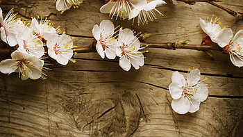 Flowers, Background HD wallpaper
