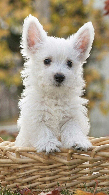 Dog , High quality, Aesthetic beauty HD phone wallpaper
