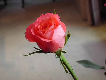 Red rose, flowers, roses HD wallpaper