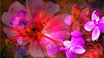 Pink and Red Floral, colors, spring, summer, pink, butterfly, abstract, bright, red, flowers HD wallpaper