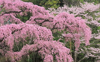Nature, Flowers, Wood, Tree, Bloom, Flowering HD wallpaper