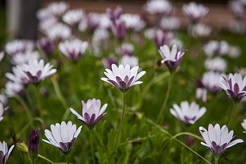 Meadow, flowers, spring, flora HD wallpaper