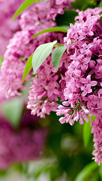 May, Flowers Garden HD phone wallpaper