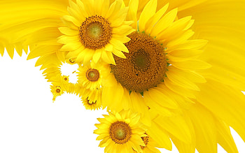 Animals, Flowers HD wallpaper