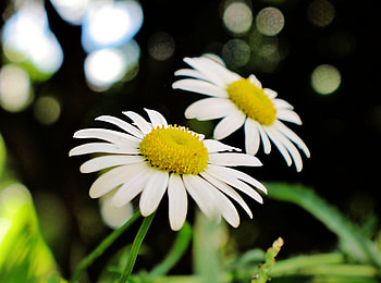 Twin Sisters, white, daisy, twins, nature, flowers HD wallpaper