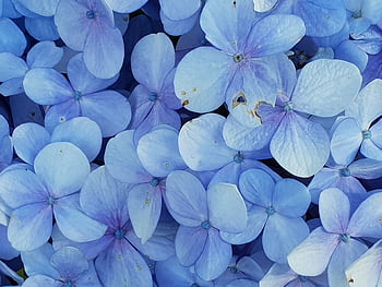 Vivid purple hydrangea blooms create a stunning floral texture perfect for spring and summer themes. HD wallpaper