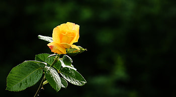 Flowers, Drops, Flower, Rose Flower, Rose, Petals, Bud, Stem, Stalk HD wallpaper