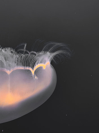Jellyfish, Macro, Glow, Underwater World, Tentacles HD phone wallpaper