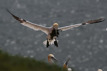 Animals, Seagull, Gull, Algae, Seaweed, Nest HD wallpaper