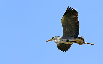 Flying Heron, flight, sky, heron, bird HD wallpaper