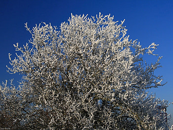 Winter, Nature, Sky, Wood, Tree, Branches, Frost, Hoarfrost, Cold HD wallpaper