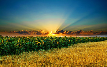 Sunflowers, Landscape, Sunset, Fields HD wallpaper