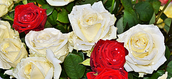 Fresh roses, white & red flowers, drops HD wallpaper