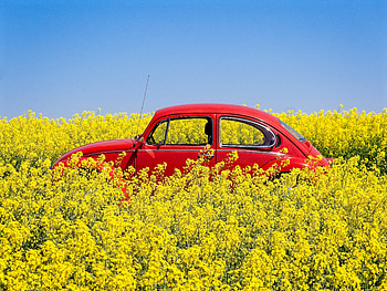 Red VW classic car, farm HD wallpaper
