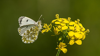 Butterfly, white, flower, yellow, green, fluture, insect, macro HD wallpaper