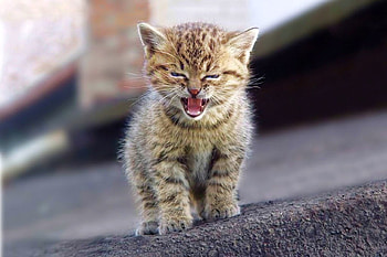 Cute Kitten, kitten, cool, cute HD wallpaper