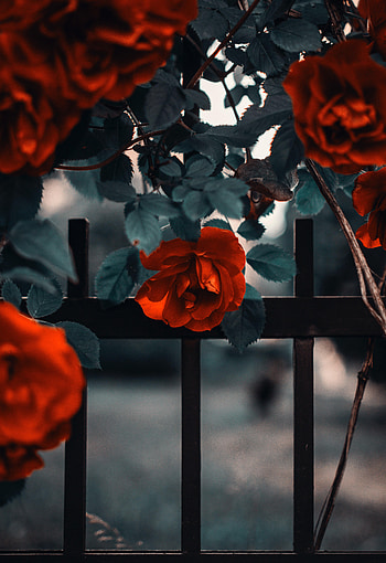 Flowers, Bush, Rose Flower, Rose, Fence, Garden HD phone wallpaper