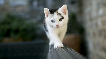 Animals, Cats HD wallpaper