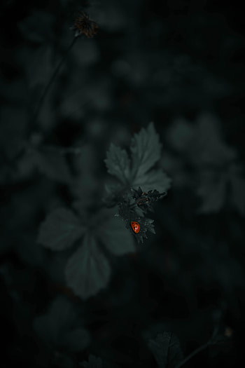 Plants, Macro, Dark, Sheet, Leaf, Ladybug, Ladybird HD phone wallpaper