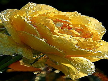 Yellow Rose with Dew Drops, rose, dew drops, yellow, flower HD wallpaper