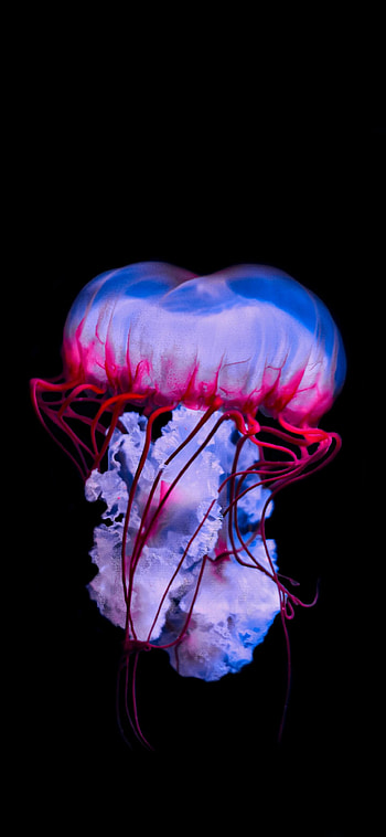 Marvelous creatures, Ramoled backgrounds, Mesmerizing jellyfish, Earth's beauty HD phone wallpaper