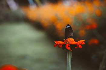 Flowers, Flower, Bright, Butterfly HD wallpaper