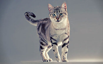 Animals, Cat, Striped, To Stand, Stand HD wallpaper
