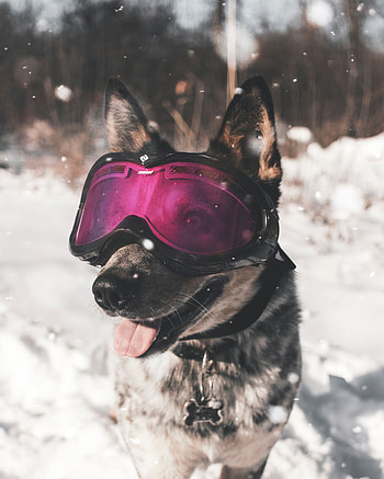 Animals, Winter, Dog, Cool, Stylish, Spectacles, Glasses HD phone wallpaper